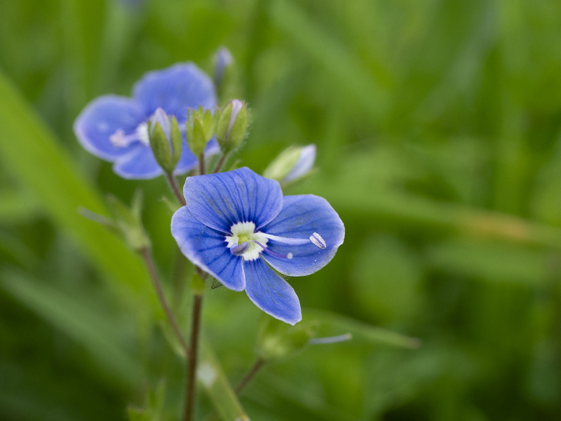 IMAGES\Gewone ereprijs (veronica chamaedrys)\P1280076_sm.jpg